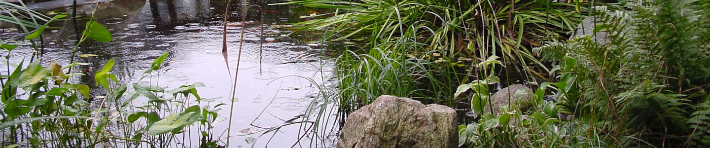 Gartenteich Ideen, Pumpen, Bepfanzung, Regenwasserspeicher - U. Bach